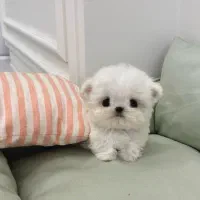 سگ عروسکی|سگ|قزوین, |دیوار