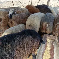 تعداد 20راس بره پرواری