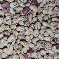 لوبیا چیتی بومی درجه ا
