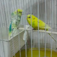 یک جفت مرغ عشق