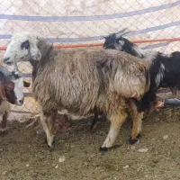 کود میش خالص و فرآوری شده