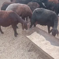 میش