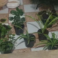 گل طبیعی فقط 100