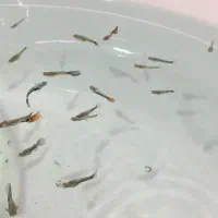 گوپی و مولی بالن
