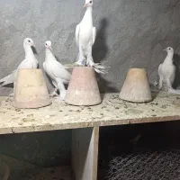 کبوتراوجاپاچا