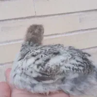 جوجه گلپایگانی