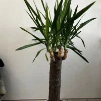 یوکا|گل و گیاه طبیعی|تهران, علیآباد|دیوار