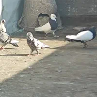 کله دم سیاه گم شده مهرآباد