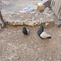 جفت سینه سیاه