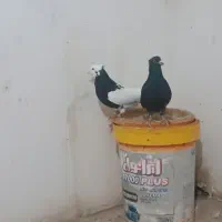 کبوتر|پرنده|اسفراین, |دیوار