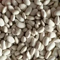 لوبیا سفید 1 تن و 700 کیلو