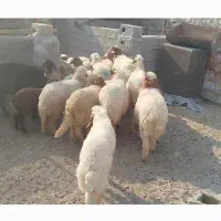 بره سنجابی