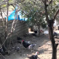 فروش بوقلمون به صورت کلی وتکی|حیوانات مزرعه|رضوانشهر, |دیوار