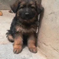 واگذاری توله دو ماهه  کلاس آ معاوضه با کامپیوتر یا