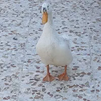اردک غاز