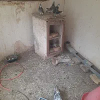 فروش کبوتر پرشی