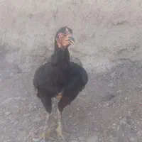 مرغ لاری