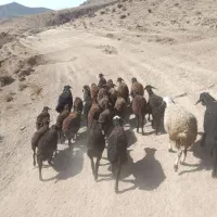 بره افشاری|حیوانات مزرعه|ماهنشان, |دیوار