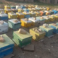 زنبور عسل نژاد کارنیکا المانی