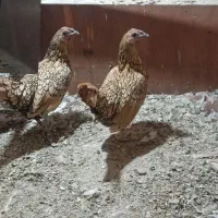 تخم مرغ سبرایت