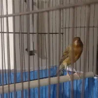 قناری نر سبز سوخته|پرنده|ملایر, |دیوار