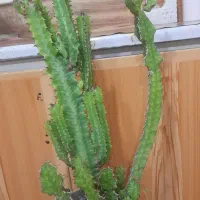 گل وگیاه افوربیا