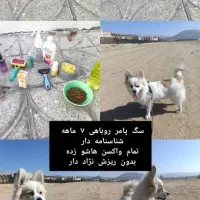 سگ پامر نژادار|سگ|یاسوج, |دیوار