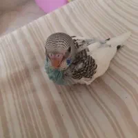 جوجه سرلاکی مرغ عشق اسپانگل آبی