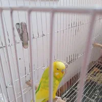 مرغ  عشق انگلیسی