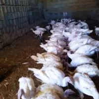 بوقلمون بیوتی سه کیلو