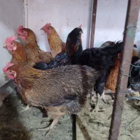 مرغ رنگی مرغ خانگی مرغ محلی مرغ سیاه مرغ تمگذار