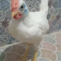 خروس