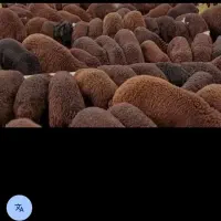 فروش گوسفند زنده‌ وگوشت تازه‌کشتار روزارزان