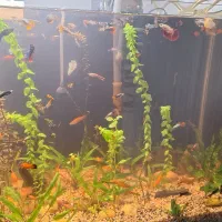 اکواریوم پلنت شیشه خم|ماهی|قم, شاه سید علی|دیوار