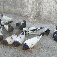 40دانه کبوتررنگه