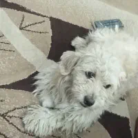 سگ پا کوتاه (پاپی)|سگ|لار, |دیوار