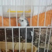 عروس هلندی نر|پرنده|جلگه رخ, |دیوار