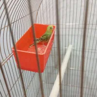 تعویض به فنچ|پرنده|کاشمر, |دیوار