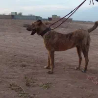 واگذاریسگ|سگ|تربت جام, جلگه موسی آباد|دیوار