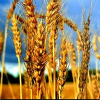 گندم درجه یک
