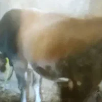 انواع گاو و گوساله گوشتی و داشتی|حیوانات مزرعه|تبریز, |دیوار