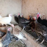 بوقلمون|حیوانات مزرعه|دشتابی, |دیوار