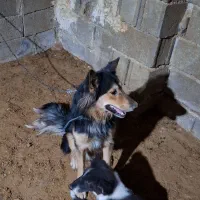 سگ ژرمن|سگ|کازرون, |دیوار