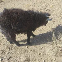 گوسفند و بز فروشی محلی