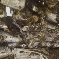 سبزی پخت  کیلوی ۱۱۰تومن ویخجال وفرزه هم۳۰تومن