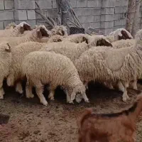 گوسفند سنجابی