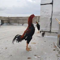 دو خروس و یک مرغ