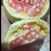 انارمحلی کیلویی ۵۰