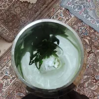 گلدون|گل و گیاه طبیعی|قم, نوبهار|دیوار