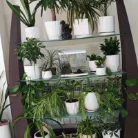 ویترین واستند